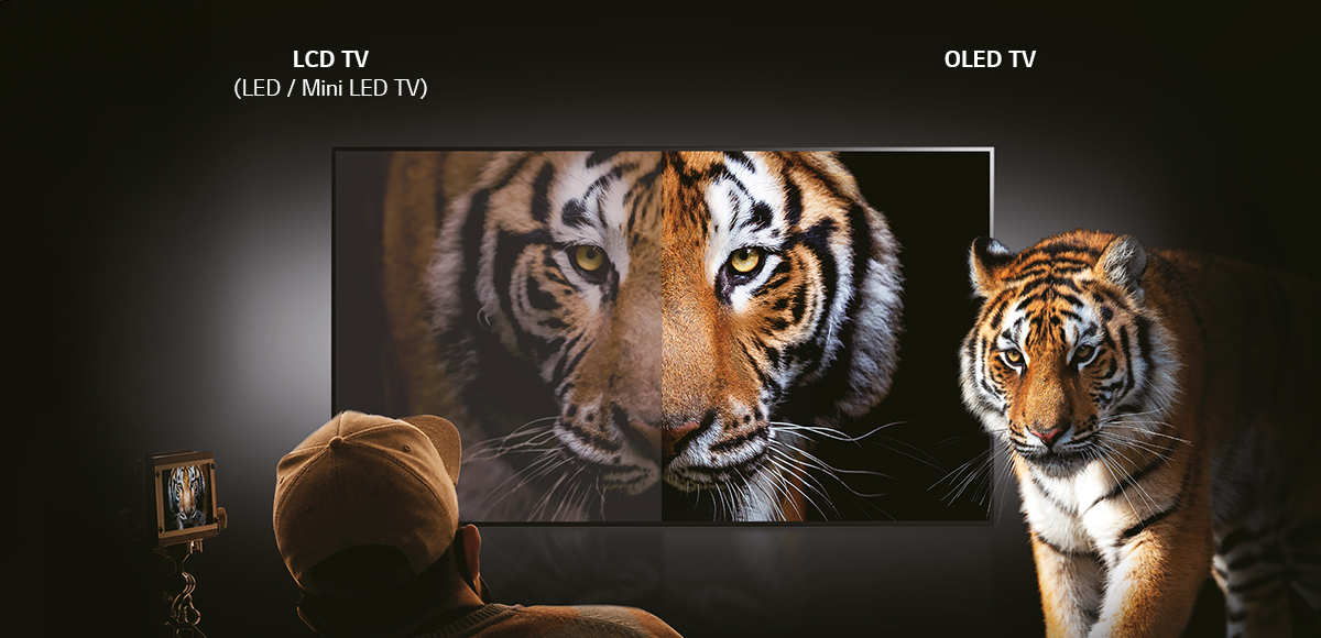 One TV has an LCD on the left and an OLED panel on the right, and the screen tiger is much clearer on the OLED side, and an actual tiger stands on the right.